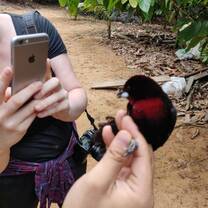 Bird ringing