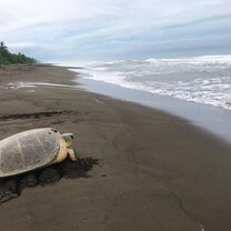 GVI: Marine Conservation Volunteering