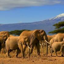 Safari in Kenya - Group of Elephants walking in front of a beautiful landscape