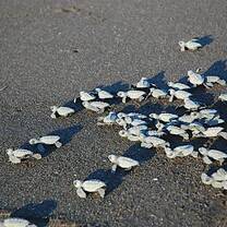 Hatching sea turtles Monterrico beach