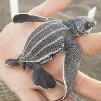 Sea turtle & marine conservation in Monterrico