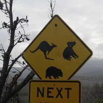 Wilson Prom in Victoria. Many wombats kangaroos and Animals and some beautiful beaches