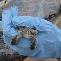 Sea turtle volunteering project in Costa Rica
