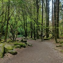 Walking through a forest on a Paddywagon Tour