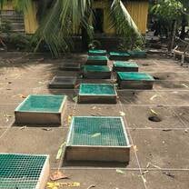 sea turtle box