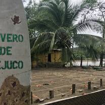 Bejuco