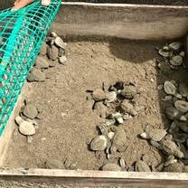 hatchlings