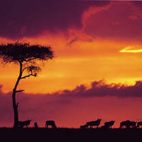 Volunteer Abroad in Kenya - Landscape with Sunset