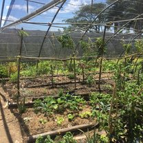 organic garden