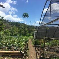 the organic garden