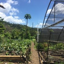 the organic garden
