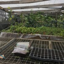 seed tray and garden in the background