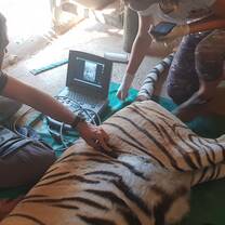 Ultrasound on a tigger
