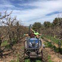 Working in the orchards
