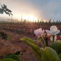 The morning sunrise in the orchards