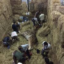 Giraffe anesthesia