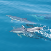 several dolphins swimming in calm ocean water