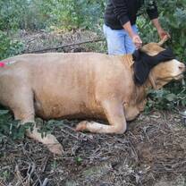 Wild Cow 