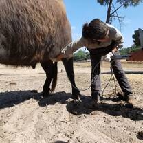 Ultrasound on a buffalo