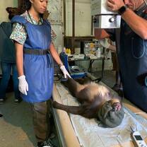 XRay on a Mandrill