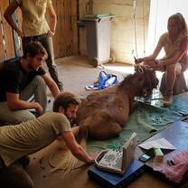 Pregnancy check on a Black Wildbeest
