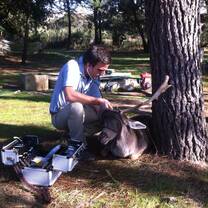 Monotoring a Deer Anesthesia