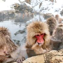 Jikodani Snow Monkey at Japanese natural hot springs.
