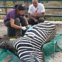 Abdominal Surgery on a Zebra