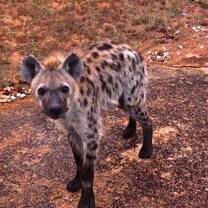 GVI: Wildlife Conservation Volunteering
