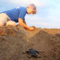 Hatchling in Greece