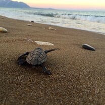 GVI: Wildlife Conservation Volunteering