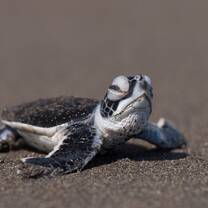 Sea turtle hatchling