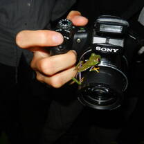 GVI: Wildlife Conservation Volunteering