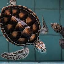 endangered sea turtle