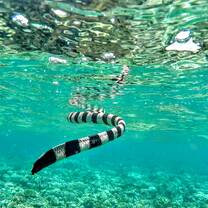 Sea life in crystal clear Caqalai waters
