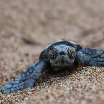 GVI: Internships in Greece