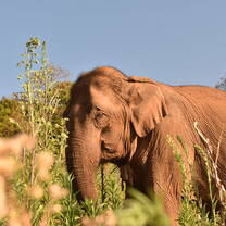 Thailand elephant