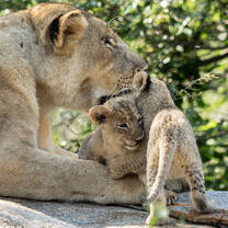 GVI: Wildlife Conservation Volunteering