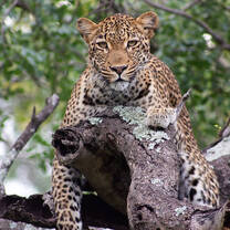GVI: Wildlife Conservation Volunteering