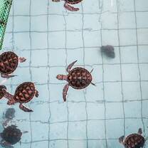 Phang Nga turtles