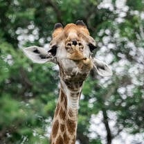 GVI: Wildlife Conservation Volunteering