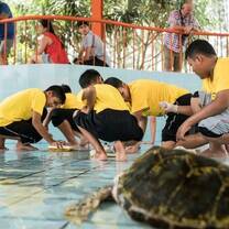 Phang Nga turtle conservation
