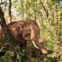 Chiang Mai elephant volunteering