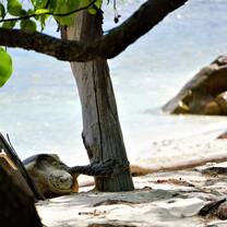 Turtle in Curieuse 