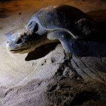 This is the first sea turtle mother I saw, 70cm!