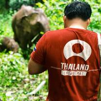 Chiang Mai elephant
