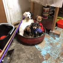 The mom and her pups