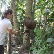 Project manager Myszka chopping down a tree for the elephants