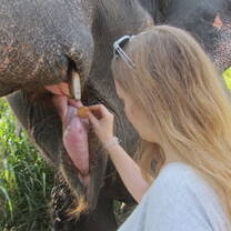 Volunteer feeding the elephant a sweet treat
