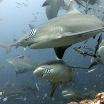 Bull sharks on the Fiji Shark Dive!